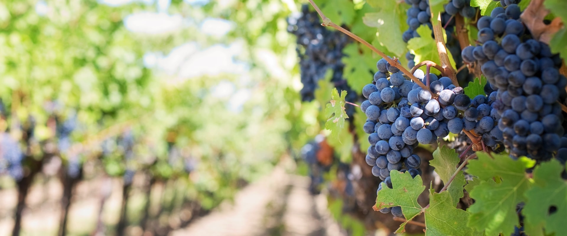 Kona, Hawaii Jeep Rentals: Your Ticket To Exclusive Vineyard Tours