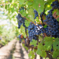 Kona, Hawaii Jeep Rentals: Your Ticket To Exclusive Vineyard Tours